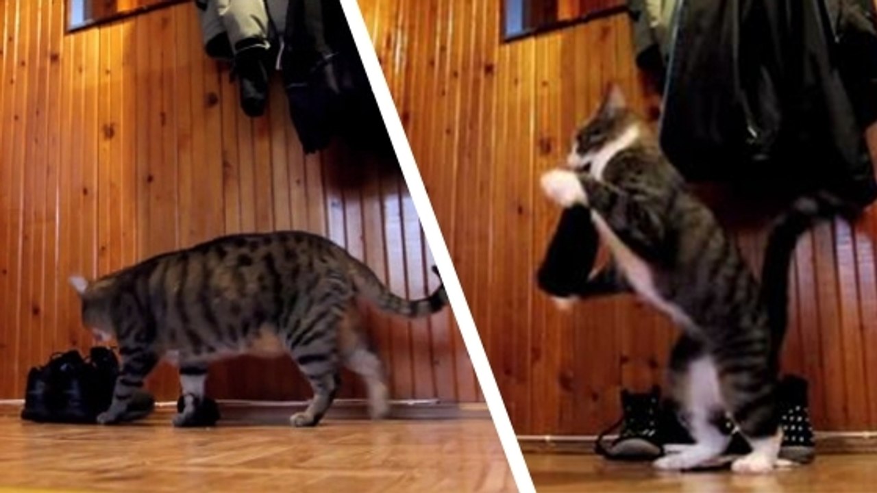 Ce chat semble avoir été croisé avec un kangourou... Il va vous faire mourir de rire !