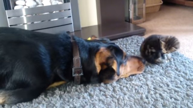 Ce chien voudrait jouer avec ce petit chaton. Et il fait tout pour lui faire comprendre