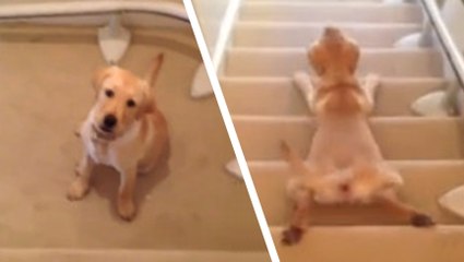 Ce labrador descend les marches à sa façon. Il va vous faire craquer