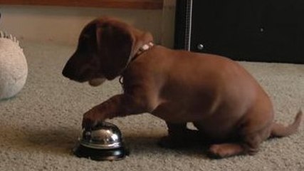 Pour obtenir des friandises, cette chienne a une technique bien à elle. Elle va vous laisser perplexe !