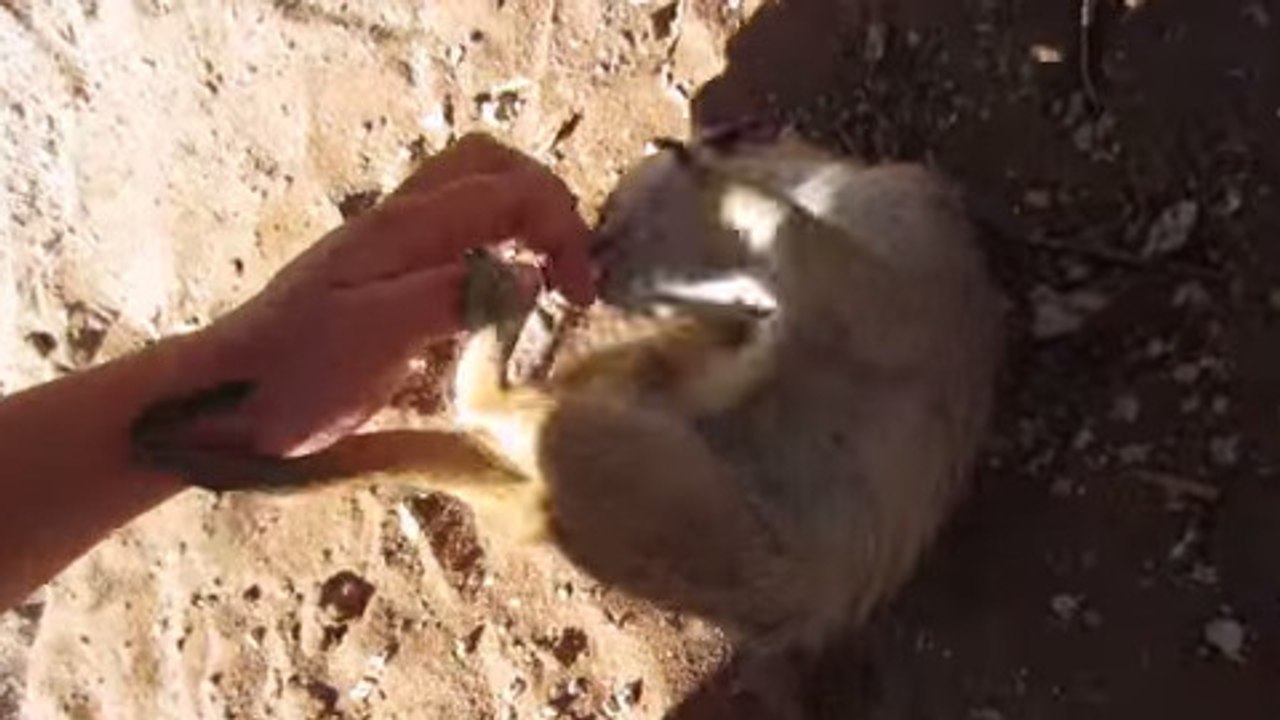 Ce suricate éclate de rire quand on le chatouille. Son rire va vous donner le sourire