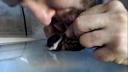 Cet oiseau allait mourir noyé. Mais un homme a fait l'impossible pour le sauver