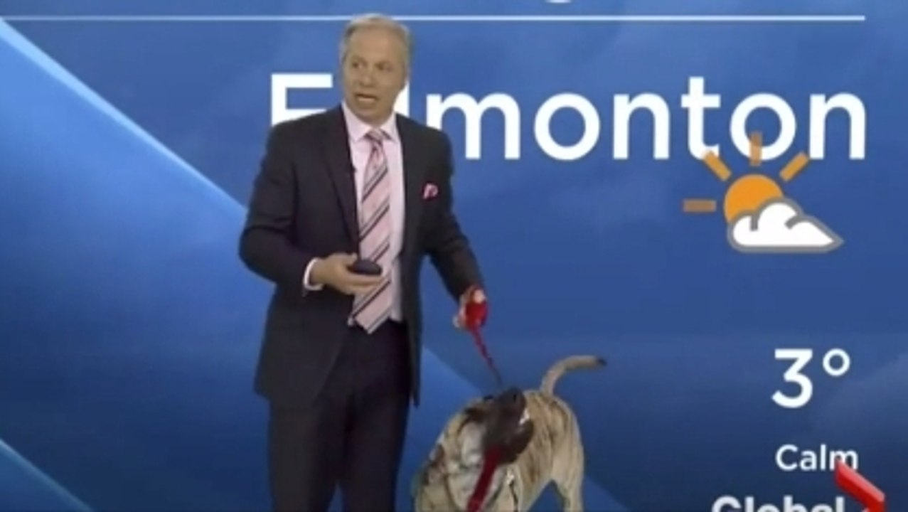Cet homme a présenté la météo avec son chien. M...