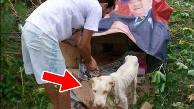 Abandonné parmi les déchets, ce chien n'avait aucune chance de survie. Mais il a été miraculeusement sauvé