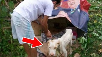 Abandonné parmi les déchets, ce chien n'avait aucune chance de survie. Mais il a été miraculeusement sauvé