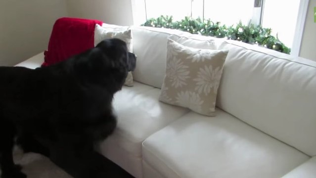 Une fillette joue à cache-cache avec son chien. Va-t-il réussir à la retrouver ?