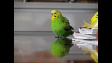 Parrot Dash‼️