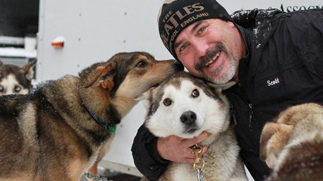 Les chiens de traîneau : bien plus que de simples compagnons