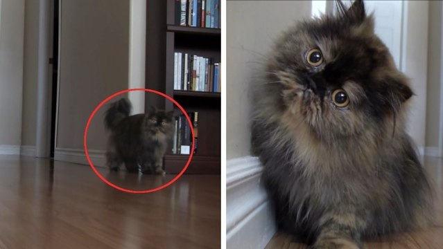 Cet adorable chat a une drôle de réaction quand il croise une caméra. Une vidéo hilarante