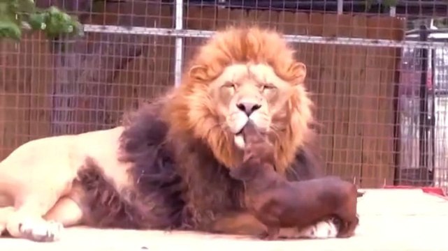 Un lion se fait laver les dents par... un petit chien. Une scène aussi étonnante qu'attendrissante