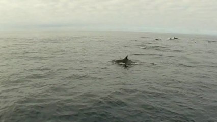 Cet homme fait du paddle board avec une dizaine de dauphins. Un moment incroyable !