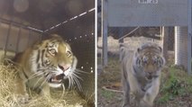 Ces tigres ont été remis en liberté. Un moment bouleversant