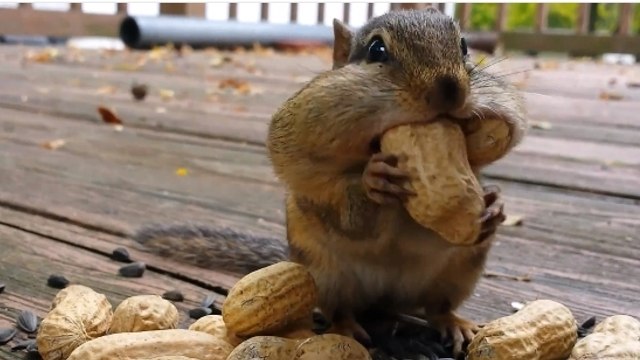Ces écureuils sont très gourmands. Et ils sont adorables !