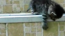Ces chatons apprennent à descendre les escaliers. Ils vont vous faire craquer