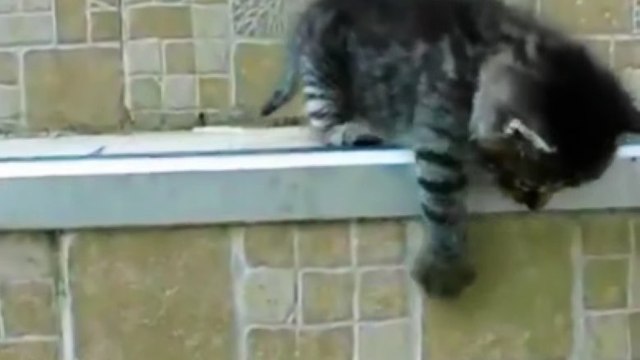 Ces chatons apprennent à descendre les escaliers. Ils vont vous faire craquer