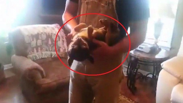 Ce chien change radicalement d'attitude lorsqu'on le porte. Vous n'allez pas en revenir !
