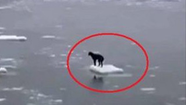 Ce chien était coincé sur un morceau de glace, condamné. Mais l'impossible a été fait pour le sauver