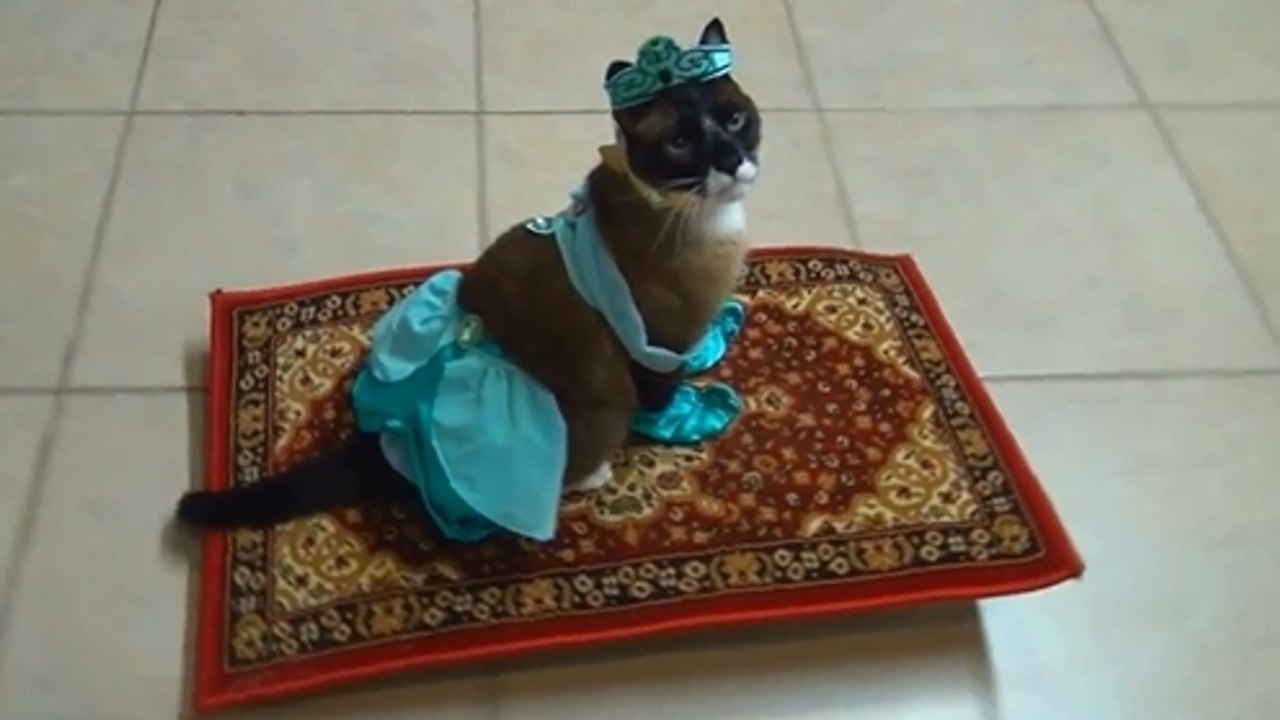 Ce chat est habillé comme Jasmine. Il va forcément vous faire craquer