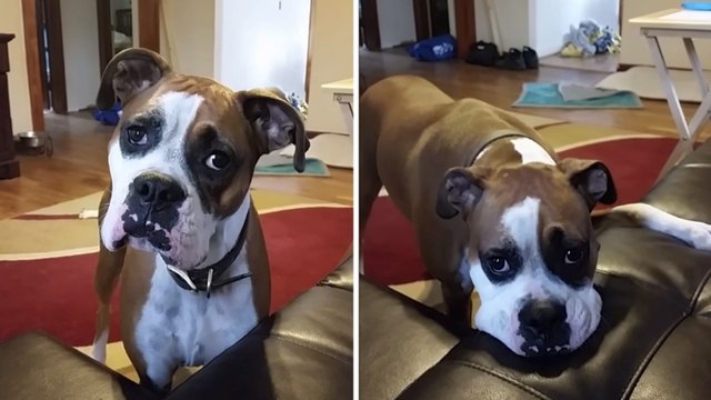 Ce chien est prêt à tout pour monter sur le canapé. Sa maîtresse aura bien du mal à lui résister !