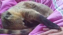 Ce Coati est l'animal le plus mignon du monde. Sa tendresse va vous faire craquer  !