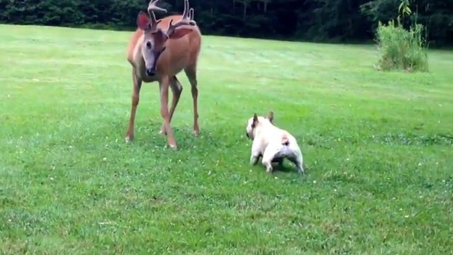 Ce Bulldog Français s'amuse avec un cerf. Une amitié étonnante !