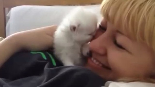 Ce chaton aime sa maîtresse plus que tout. Il ne peut pas s'empêcher de la couvrir de bisous.