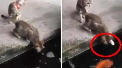 Ce chaton n'aurait jamais dû embêter une carpe. Il va avoir une sacrée surprise !