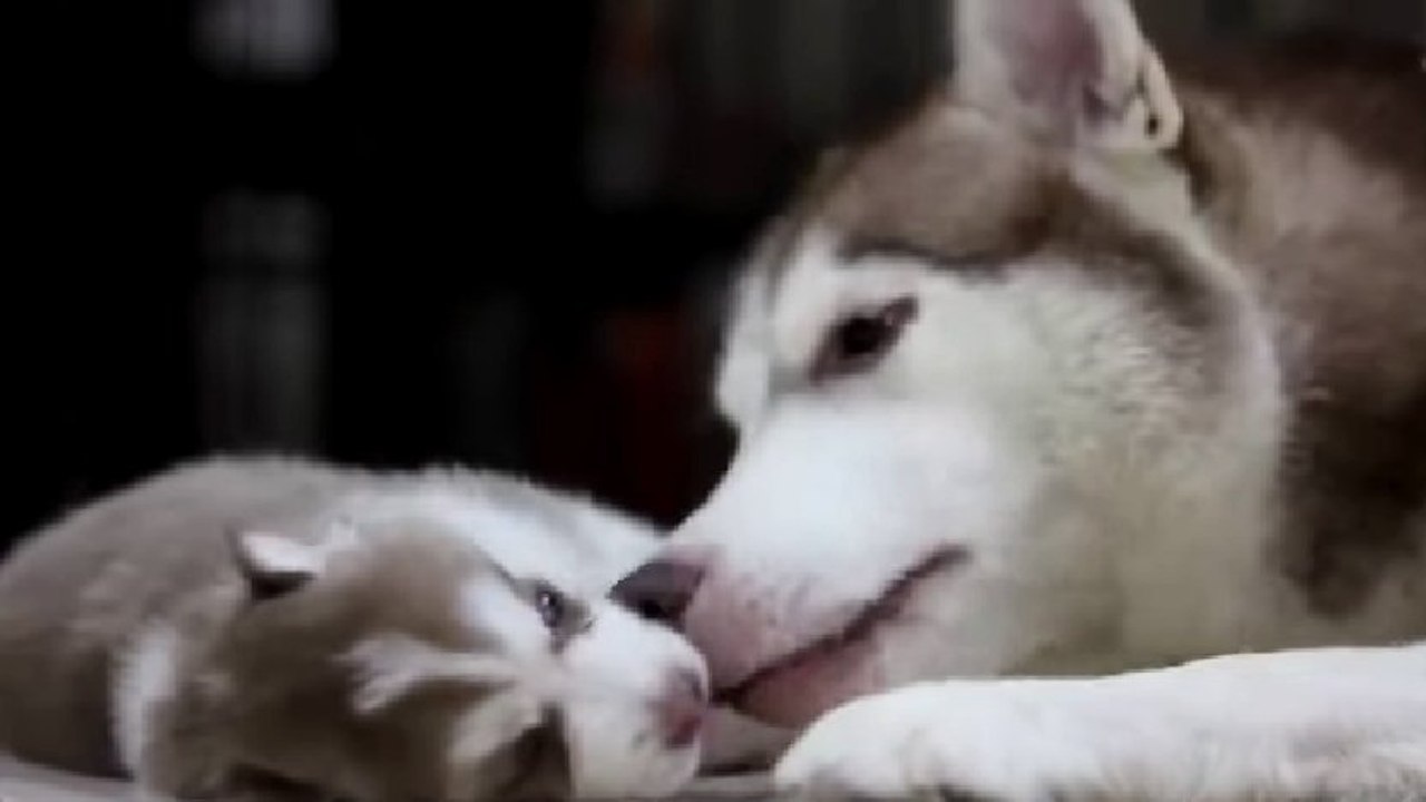 Cette maman Husky joue avec son petit pour la toute première fois. Une grande complicité naissante