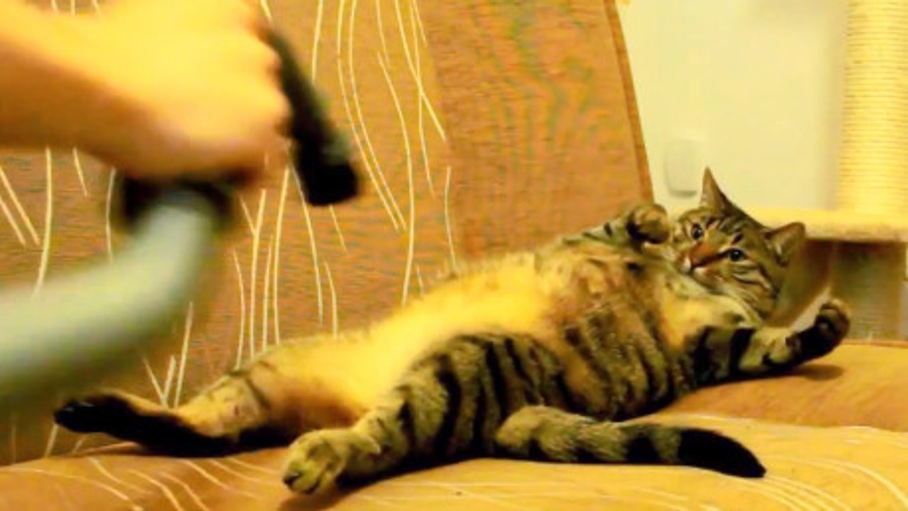 Ce chat est le seul à adorer l'aspirateur. Il va vous étonner !