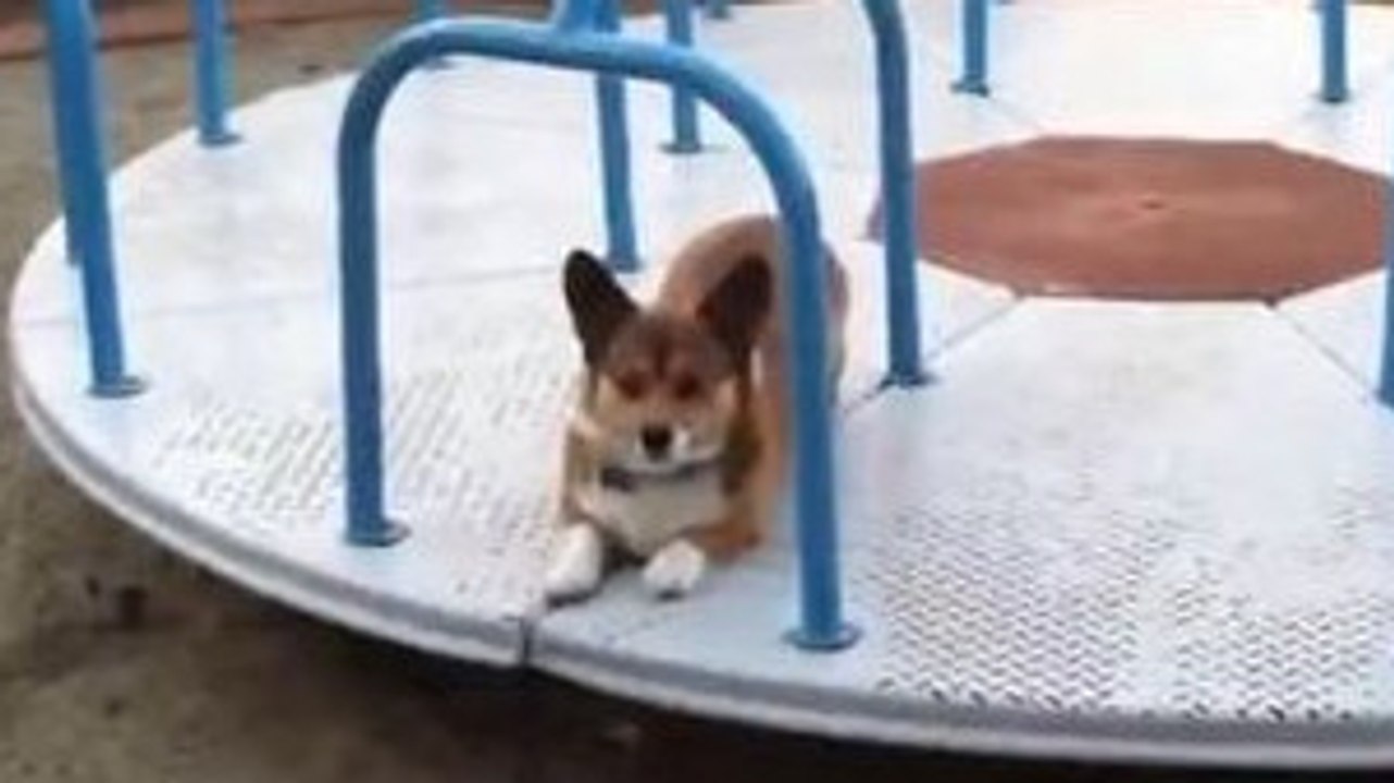 Ce chien est capable de véritables prouesses sur un manège. Il va vous faire halluciner !