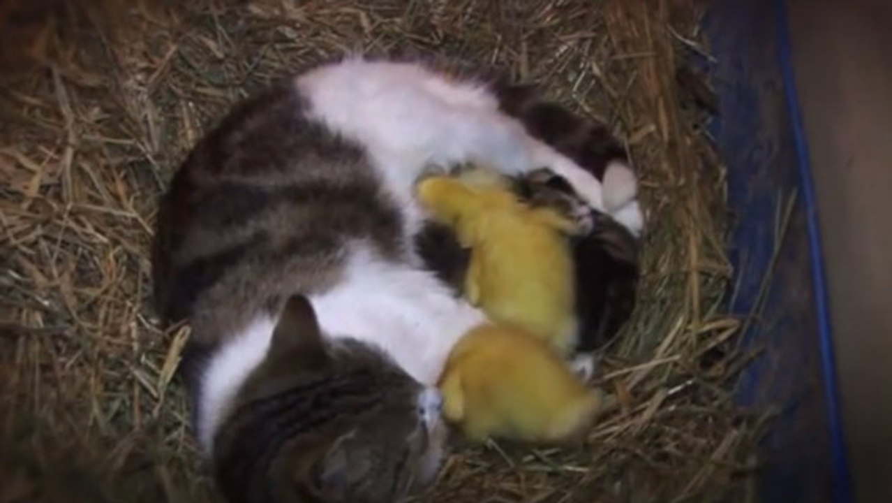 Cette chatte a adopté des canetons et les élève avec ses chatons. Leur relation est touchante