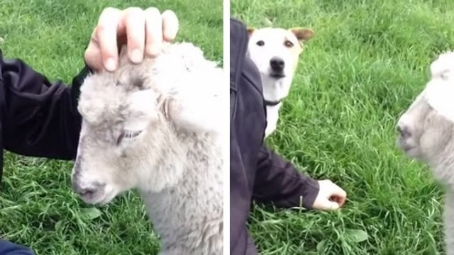 Cet agneau demande beaucoup d'attention. Et le chien est très jaloux