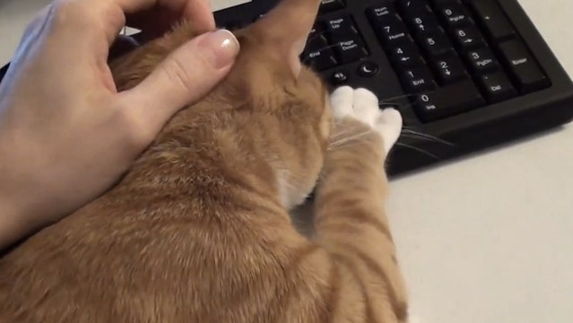 Voilà pourquoi il est impossible de travailler de chez soi quand on a un chat