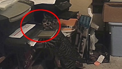 Ce chat découvre comment fonctionne une imprimante. Et sa réaction ne se fait pas attendre !