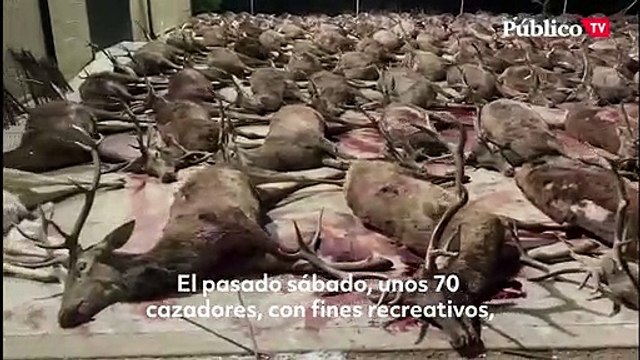 400 ciervos y jabalíes, abatidos por 70 cazadores en Córdoba