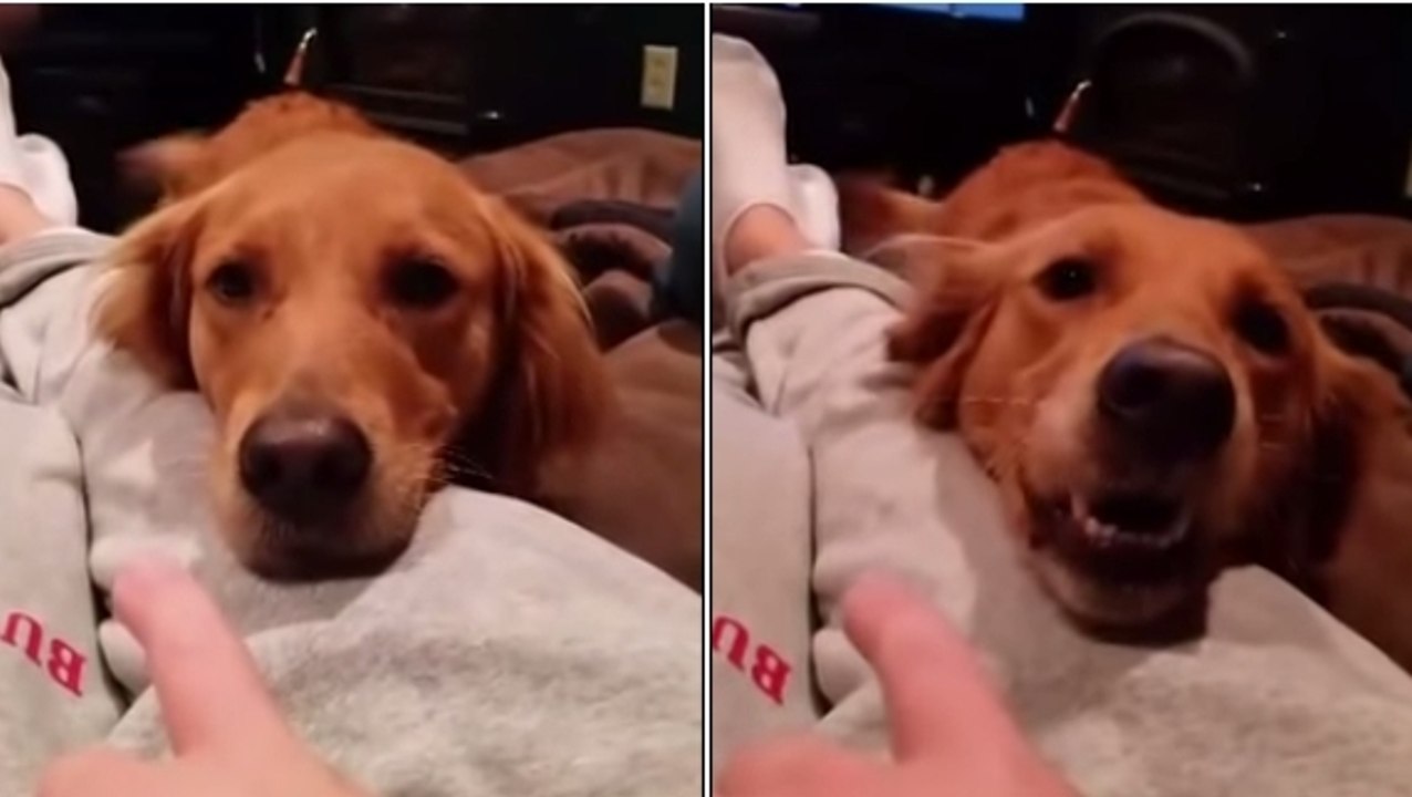 Ce chien n'est pas content du tout. Et il a une...