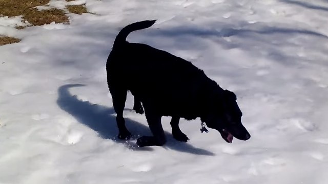Ce chien adore l'hiver. Voilà sa réaction quand il découvre qu'il a neigé