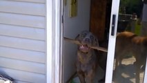 Ce chien veut sortir jouer avec son bâton. Mais il va rencontrer un gros obstacle.