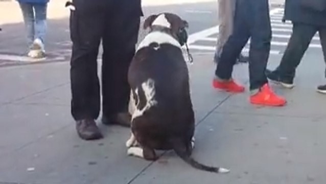 Ce chien attire tous les passants dans la rue. Vous allez comprendre pourquoi quand en voyant ce qu'il transporte