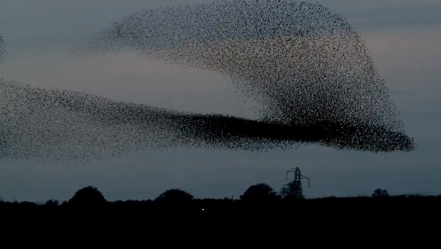 Ces oiseaux sont fascinants. Ils réalisent une véritable œuvre d'art dans le ciel