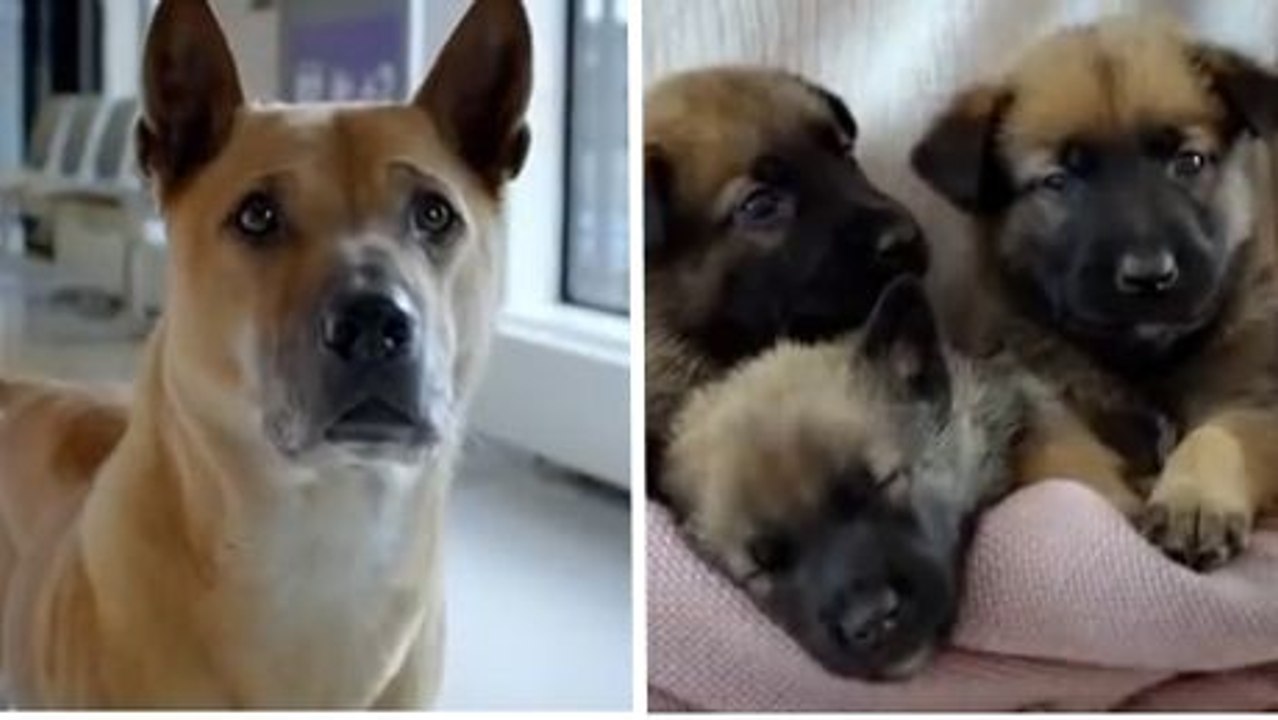 Ce chien vient juste d'avoir une portée de chiots. Il va vite comprendre que ce n'est pas de tout repos !