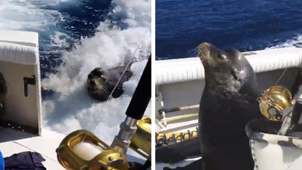 Cette otarie s'est mise à poursuivre un bateau de pêcheurs. Ce qu'elle a fait après est très surprenant !
