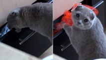 Ce chat voulait voler quelque chose dans le tiroir. Mais son maître l'a vu et la réaction du chat est hilarante