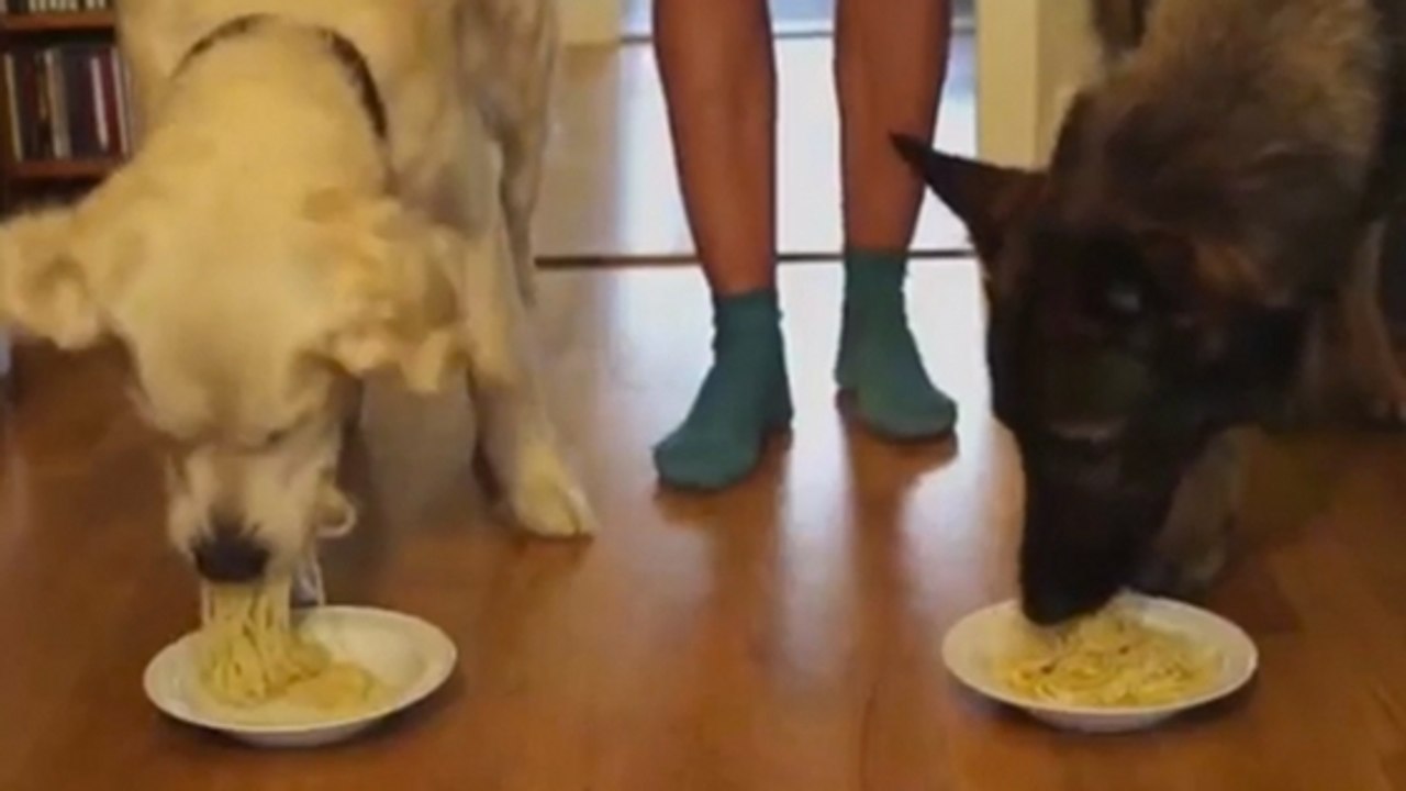 Ces deux chiens font le concours du plus gros mangeur de spaghetti. Lequel finira premier ?