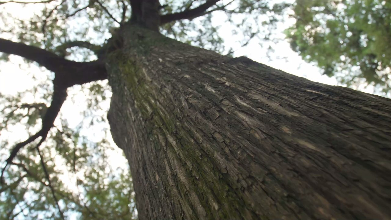 'Stuckie': Das ist das Geheimnis hinter der mumifizierten Kreatur, die Holzfäller in einem Baum gefunden haben