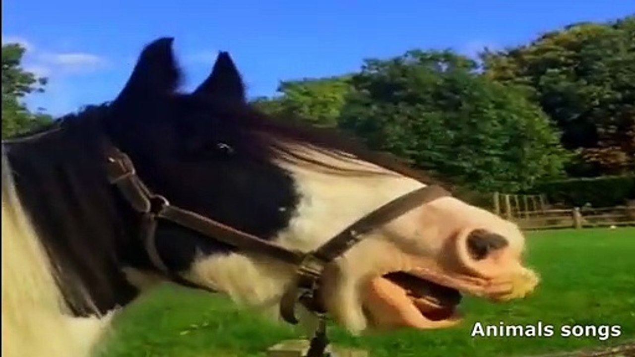 Horse Funny Song