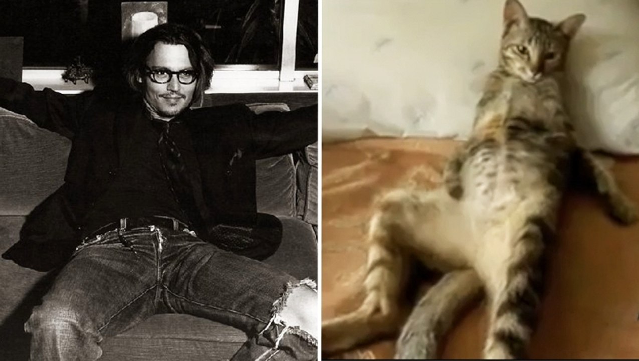 Parfois, les chats se comportent exactement comme les humains. Et c'est à mourir de rire !