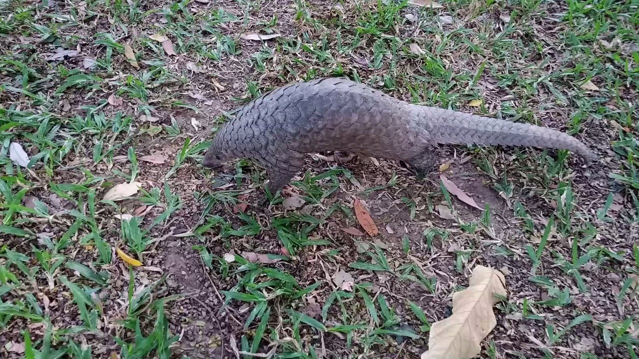 Falsche Corona-Spur: Das Pangolin ist doch nicht der Hauptverdächtige