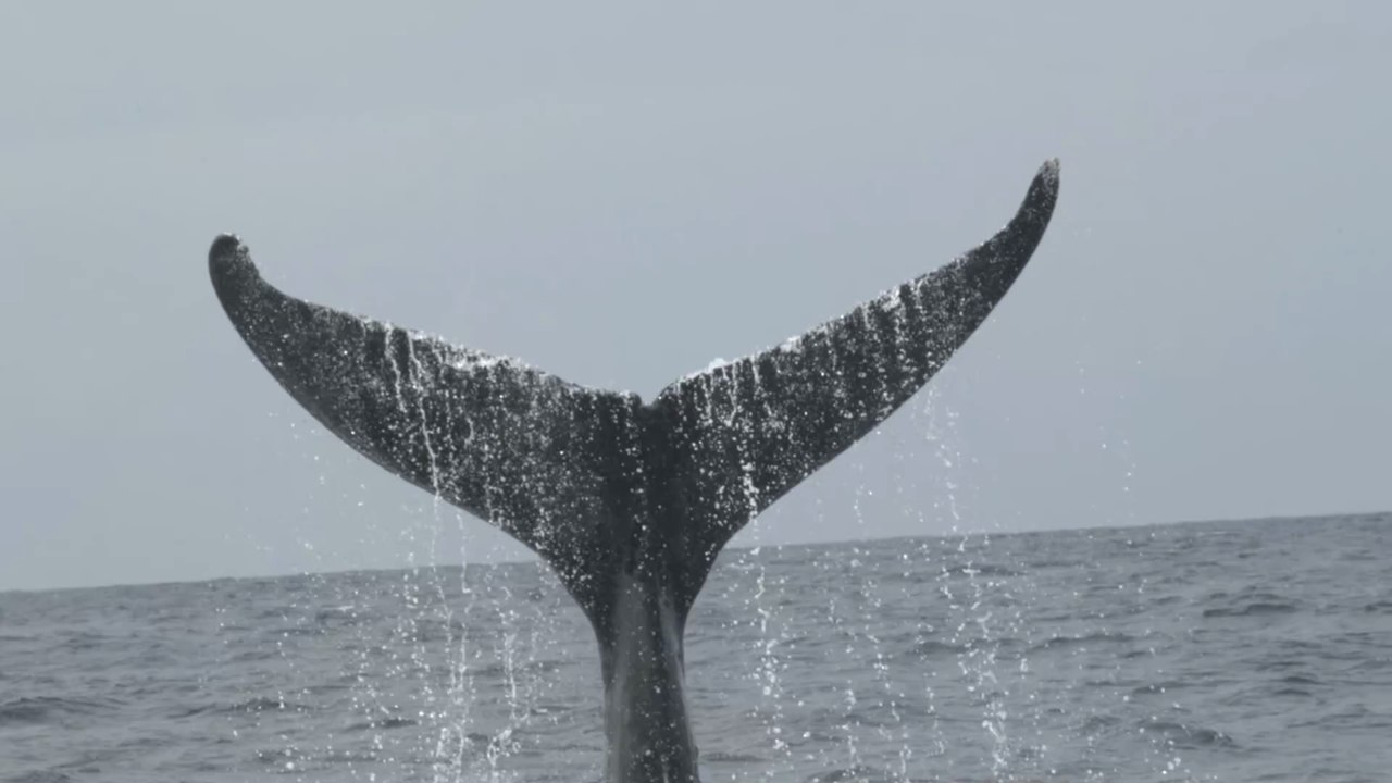 Wal verschluckt zwei Kajakfahrerinnen und spuckt sie wieder aus!