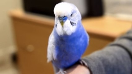 Cette perruche imite à la perfection un personnage de cinéma que nous connaissons tous. Impressionnant !